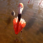 Crazy Flamingo